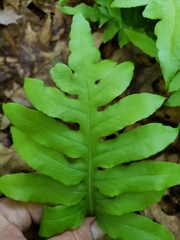 Woodwardia areolata