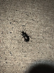 Carabus nemoralis