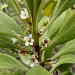 Myoporum stellatum
