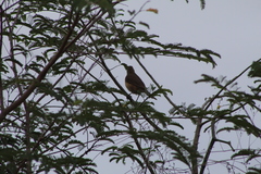 Turdus grayi