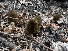 Morchella angusticeps