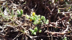 Drosanthemum fourcadei