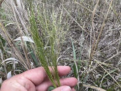 Panicum queenslandicum