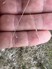 Panicum queenslandicum