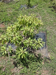Myoporum stellatum