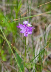 Calopogon tuberosus tuberosus