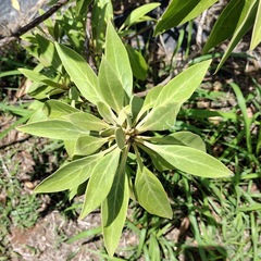 Myoporum stellatum