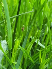 Aedes canadensis