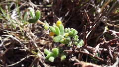 Drosanthemum fourcadei