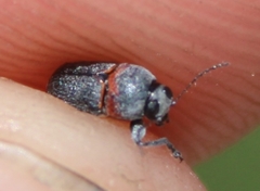 Pachybrachis thoracicus