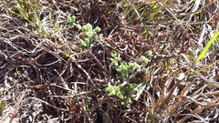 Drosanthemum fourcadei