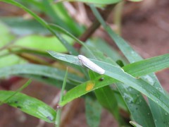 Cofana