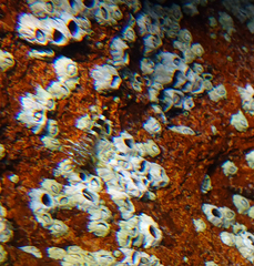 Axoclinus nigricaudus