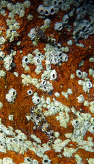 Axoclinus nigricaudus