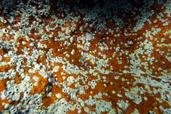 Axoclinus nigricaudus