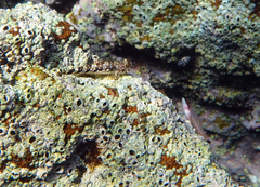 Axoclinus nigricaudus