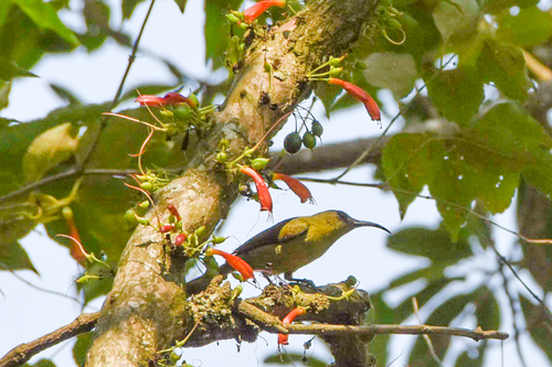 Olive Sunbird (Cyanomitra olivacea), photo 7