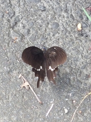 Papilio nephelus chaonulus