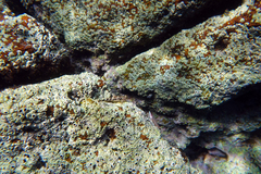 Axoclinus nigricaudus