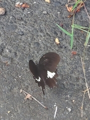 Papilio nephelus chaonulus