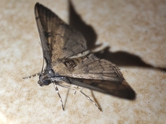 Nacoleia charesalis