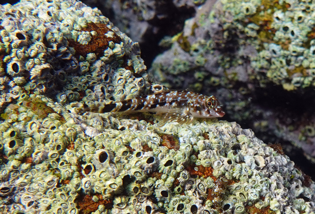 Blacktail triplefin (Axoclinus nigricaudus) — Tripterygiidae
