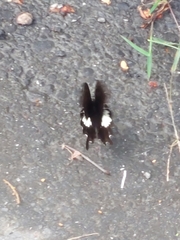 Papilio nephelus chaonulus