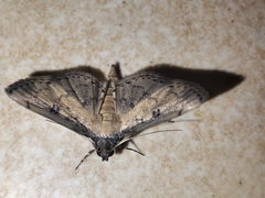 Nacoleia charesalis