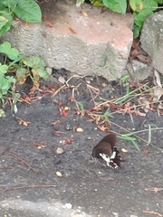 Papilio nephelus chaonulus