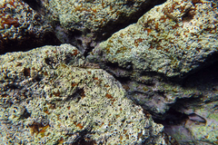 Axoclinus nigricaudus