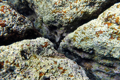 Axoclinus nigricaudus