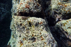 Axoclinus nigricaudus
