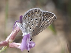 Plebejus christophi