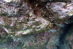 Axoclinus nigricaudus