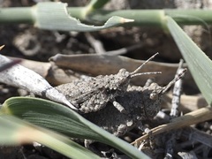 Chrotogonus turanicus