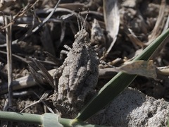 Chrotogonus turanicus