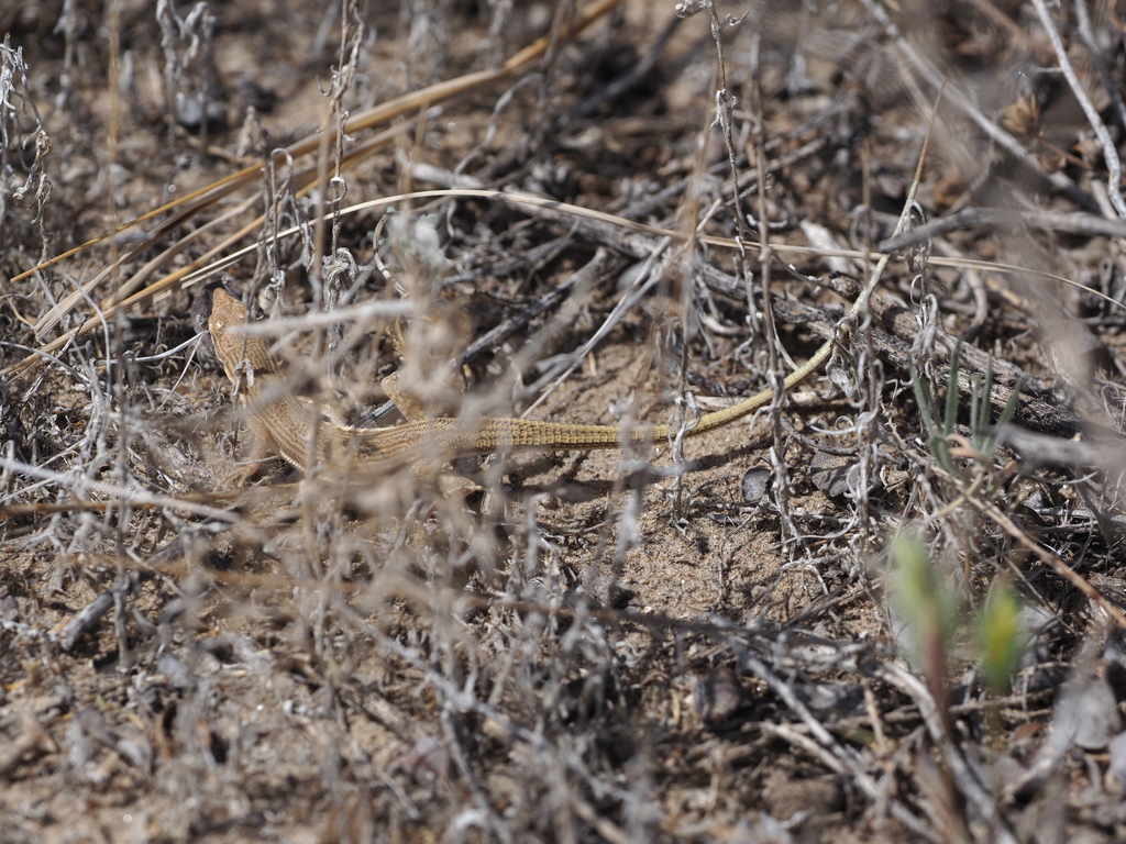 Sand racerunner from Kanshengel, Kazakhstan on May 9, 2022 at 09:43 AM ...