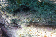 Axoclinus nigricaudus
