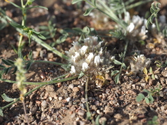 Astragalus scabrisetus