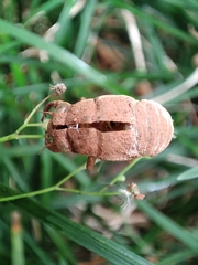 Cicadidae