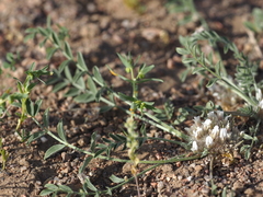Astragalus scabrisetus
