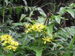 Senecio tamoides