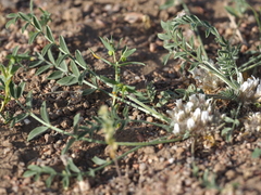 Astragalus scabrisetus
