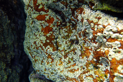 Axoclinus nigricaudus