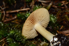 Cortinarius phalarus