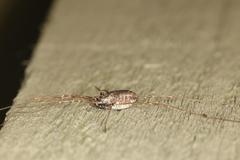 Platybunus pinetorum