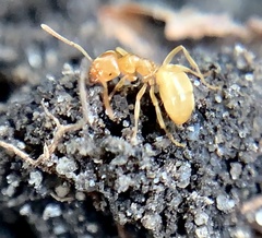 Lasius brevicornis