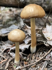 Psathyrella praetenuis