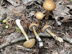 Psathyrella praetenuis