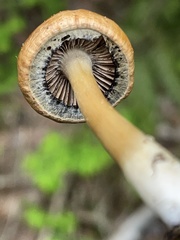 Psathyrella praetenuis